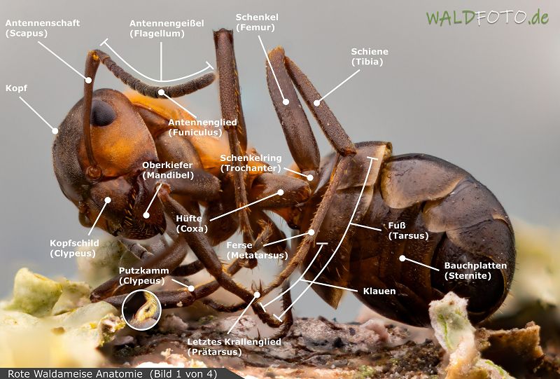Anatomie der roten Waldameise Bild 1