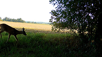 ICU CLOM Cam 6 Beispielaufnahme PIR Sensor (Reh)