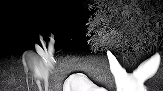 ICU CLOM Cam 6 Beispielaufnahme PIR Sensor (Reh)