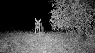 ICU CLOM Cam 6 Beispielaufnahme PIR Sensor (Reh)