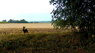 ICU CLOM Cam 6 Beispielaufnahmen bei Tag (Hase)