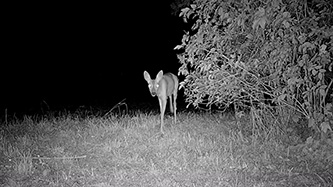 ICU CLOM Cam 6 Beispielaufnahme bei Nacht (Reh bei Nacht)