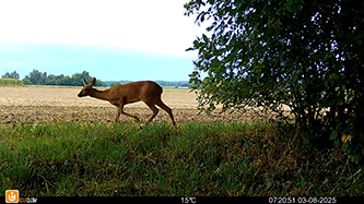 ICU CLOM Cam 6 Beispielaufnahmen am Tag (Reh)