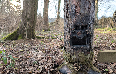 ICU CLOM Cam 6 im Baumversteck